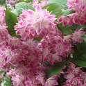 Deutzia x 'Magicien' fleur P26